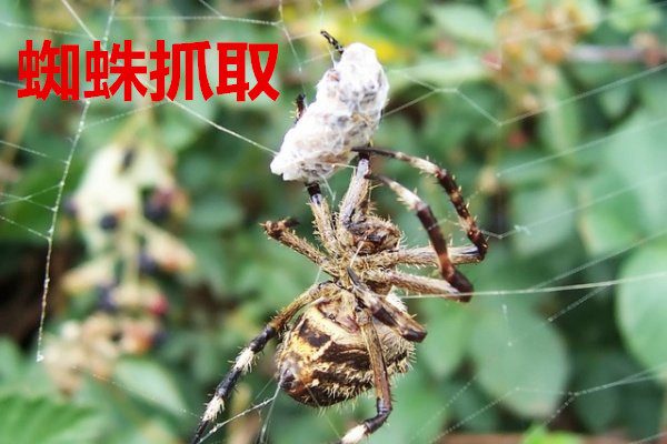 Ginaoster的智能家居产品系列